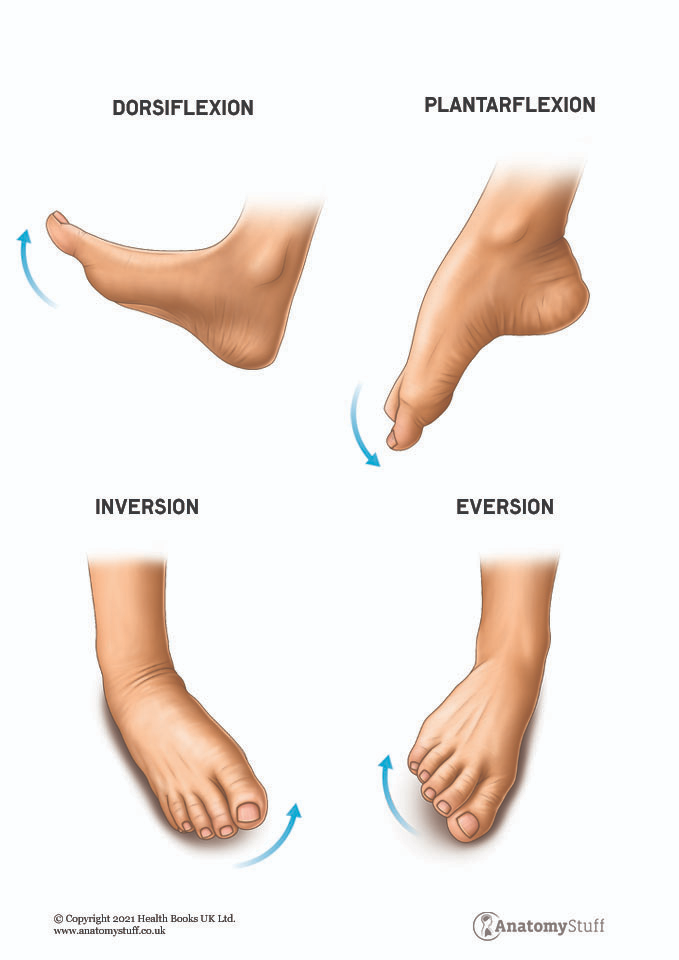 flexões e extensões do pé